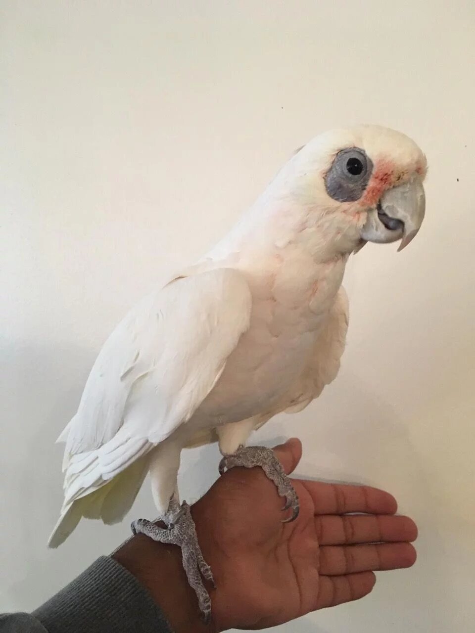 bare eyed cockatoo rescue