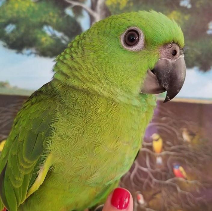 Yellow Naped Amazon for sale - Certified Parrot Breeder